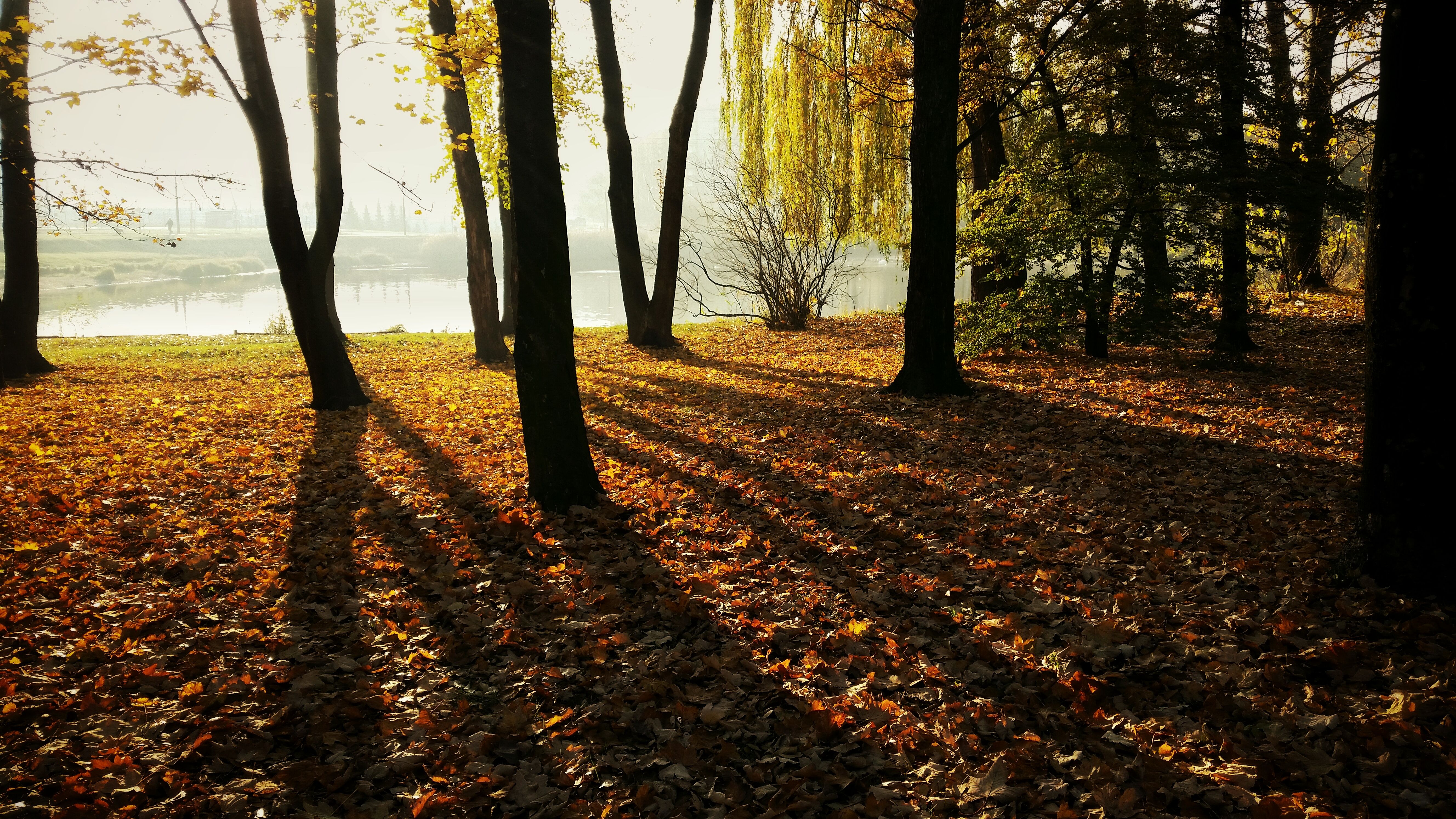 Free stock photo of light, city, landscape, nature
