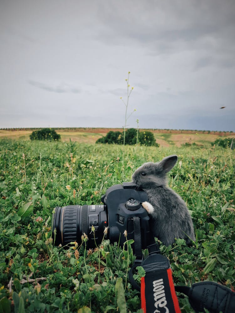 Cute Little Rabbit With Photo Camera In Grass