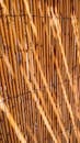 Close-up Shot of a Bamboo Stick