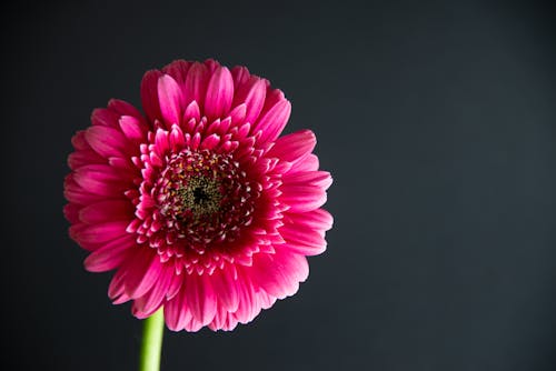 Bezpłatne Darmowe zdjęcie z galerii z delikatny, gerbera, kwiat Zdjęcie z galerii