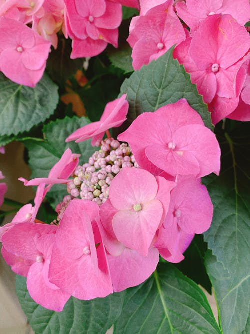 Close-Up Shot of Pink Hortensia in Bloom