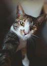 chat