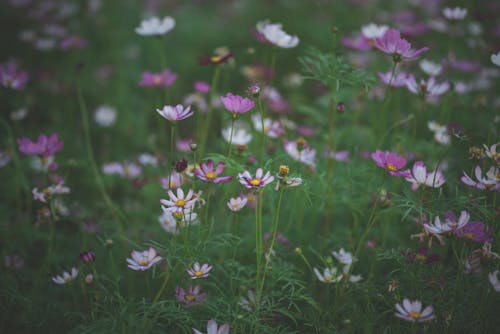 Selective Focus Photo of Purple Wildflowers