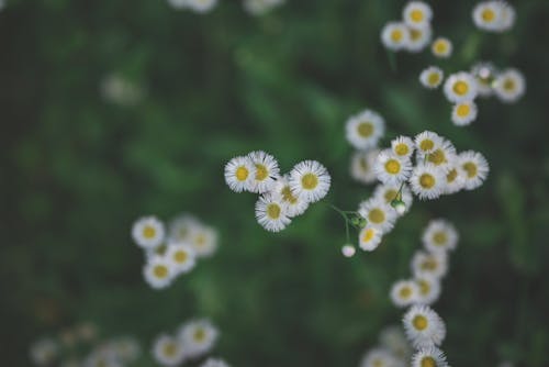 Základová fotografie zdarma na téma bílé květy, detail, flóra