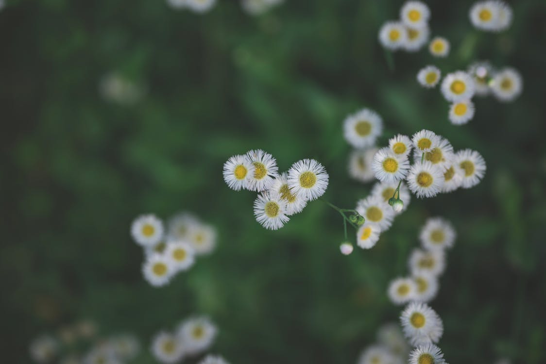 Close-Up Shot of a Chamomile Flowers in Bloom