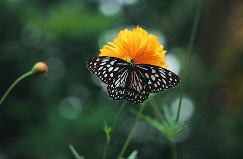 Close-Up Shot of a Black Butterfly on an Orange Flower
