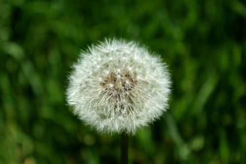 Free Detailed close-up of a dandelion seed head against a vibrant green background. Stock Photo