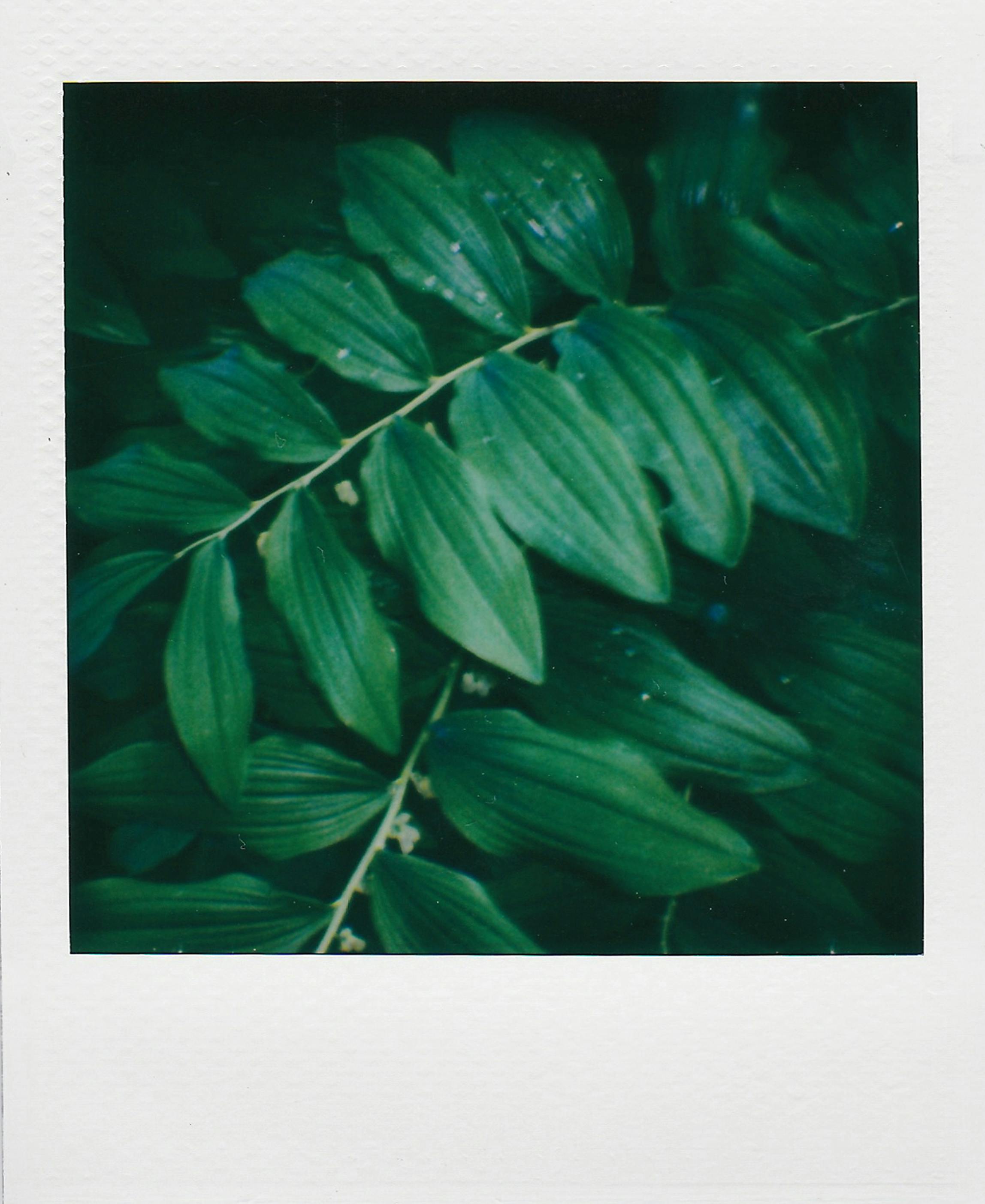 A detailed Polaroid image showcasing lush green leaves, perfect for nature themes.