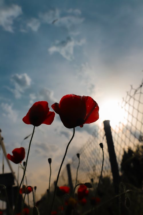 Fotos de stock gratuitas de afecto, amapolas, amores