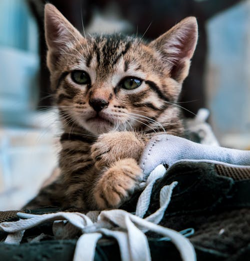 Free Brown Tabby Cat on Blue Textile Stock Photo
