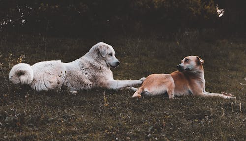 Fotos de stock gratuitas de afecto, animales, fotografía de animales