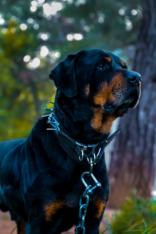 Fotos de stock gratuitas de animales, fotografía de animales, fotografía de mascotas