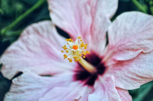 Gratis arkivbilde med bakgrunn, blomst, blomsterhage