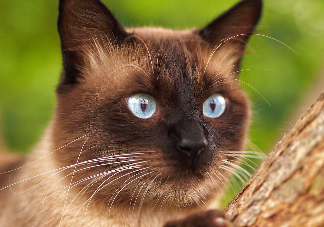 Close-Up Shot of a Siamese Cat