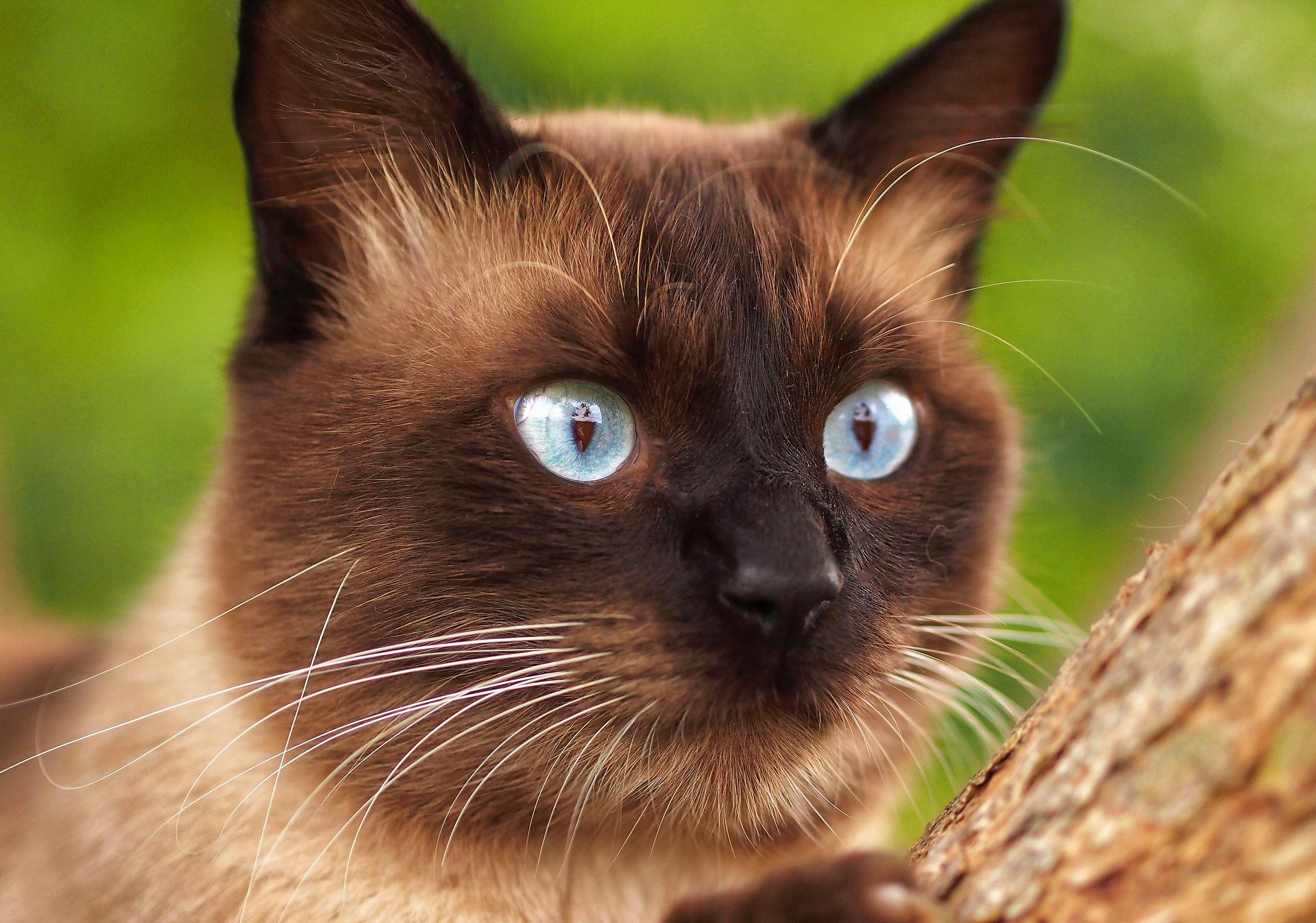 A captivating close-up shot of a Siamese cat with vivid blue eyes and rich fur outside.