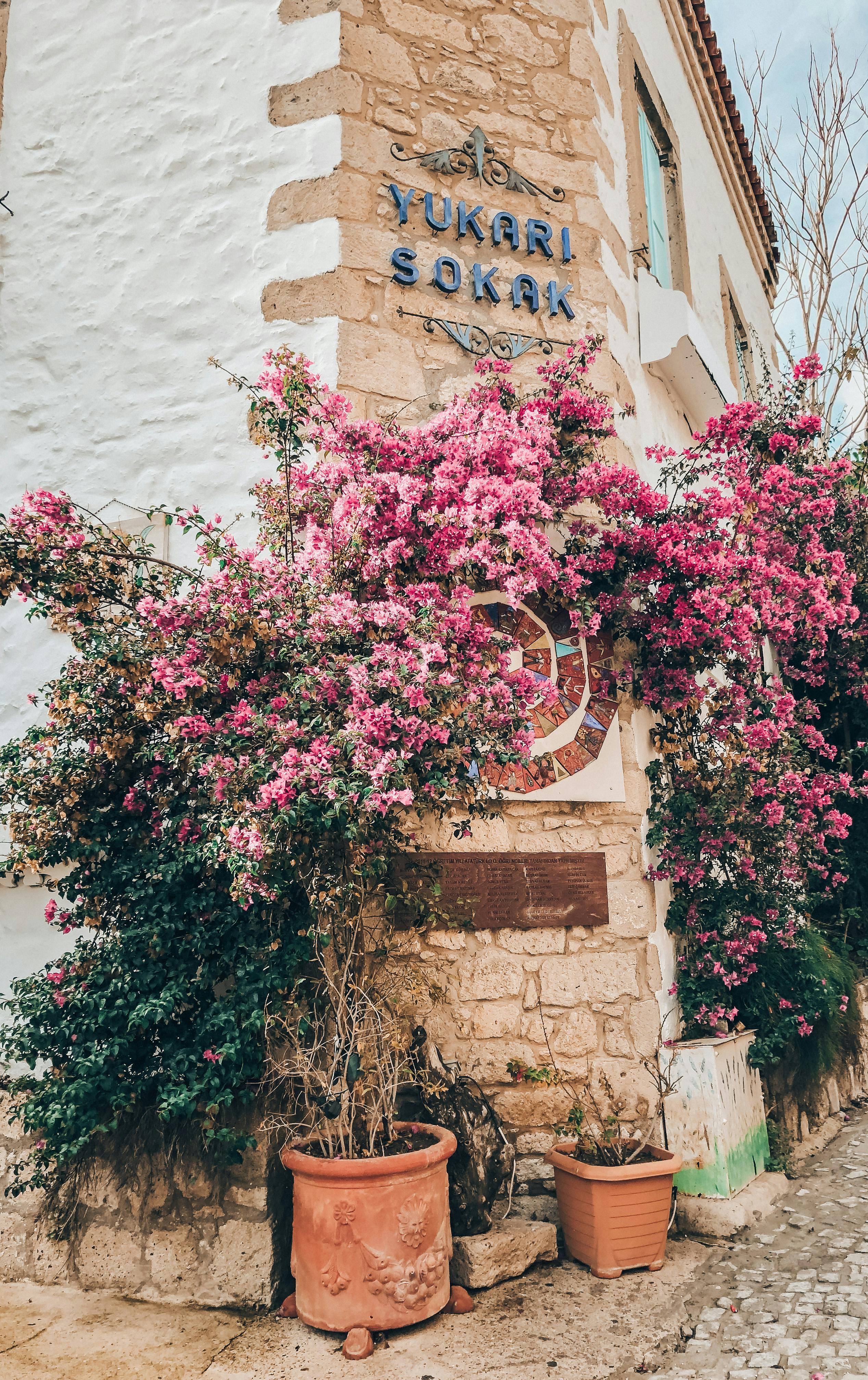 Rn ใบไม้ Photos, Download The BEST Free Rn ใบไม้ Stock Photos & HD Images