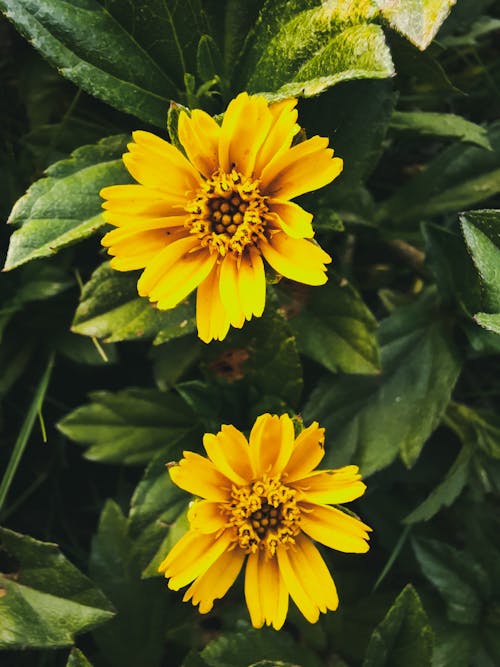 Yellow Flowers in Tilt Shift Lens