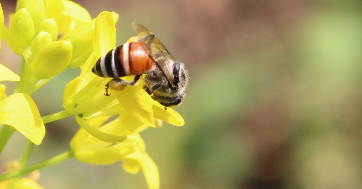 Free stock photo of bee, bokeh, yellow flower