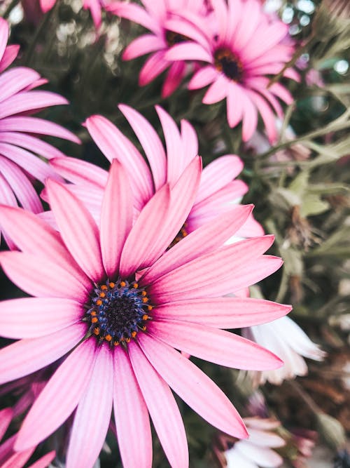 Free Close-Up Shot of Pink Asters in Bloom Stock Photo