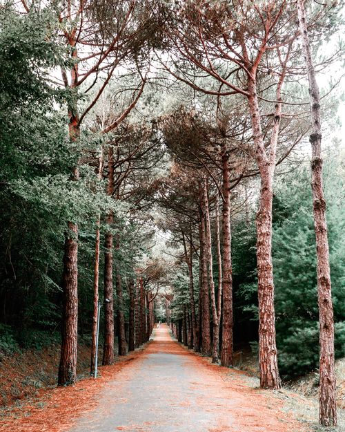 Free Paved pathway lined with tall trees in a tranquil İstanbul forest setting. Stock Photo