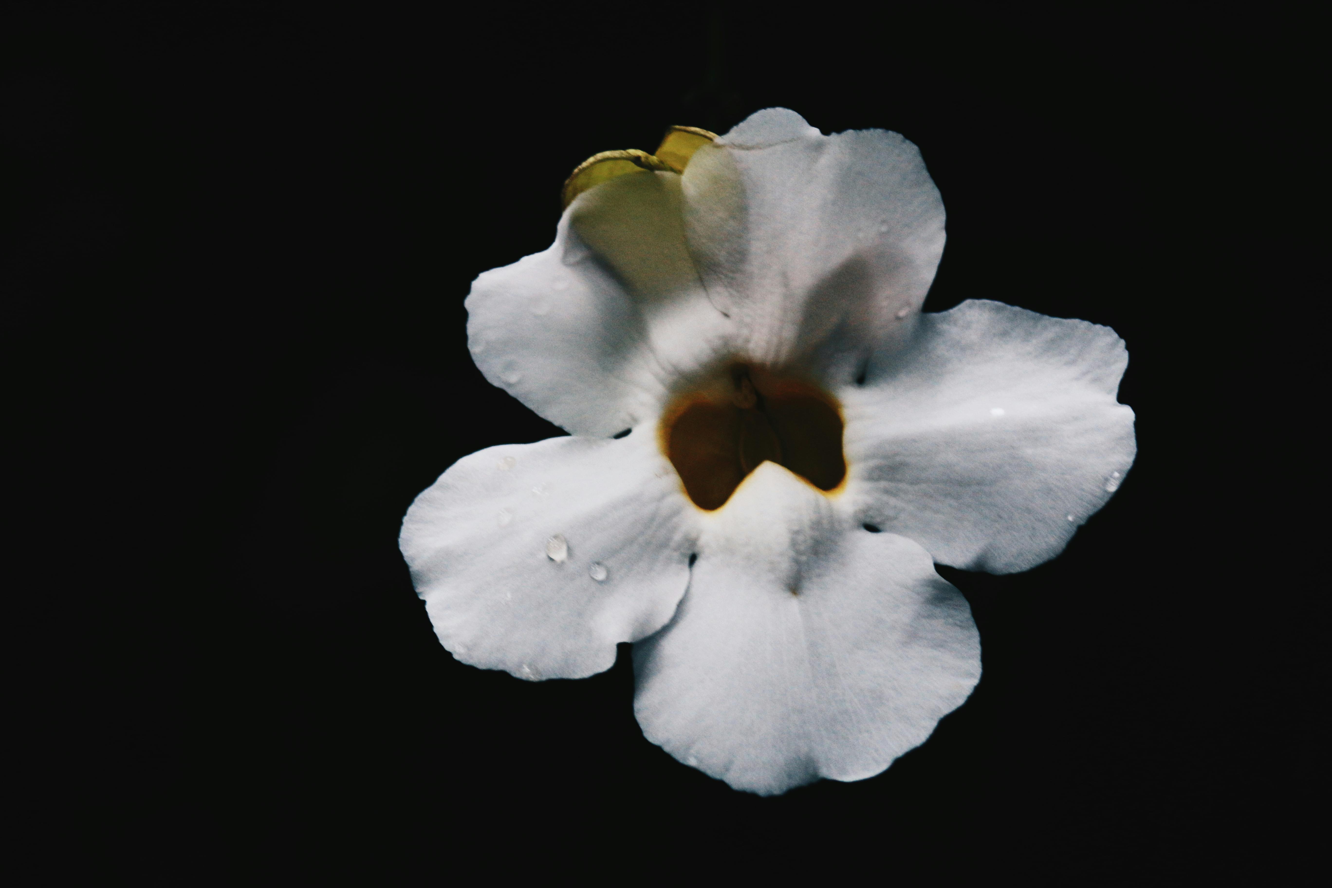 Free stock photo of black, flower, nature