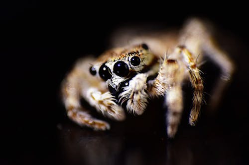 Free stock photo of eyes, focus, macrophotography