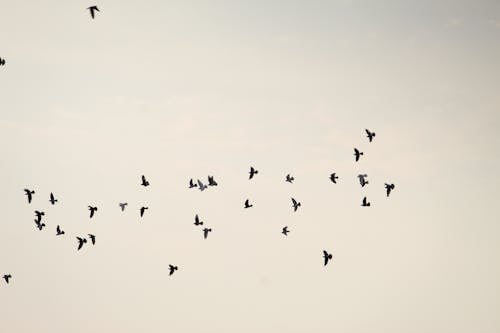 Flock of Birds Flying Under the Gray Sky