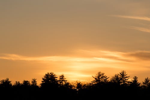 Silhouette Trees During Dusk