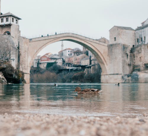 ฟรี คลังภาพถ่ายฟรี ของ จุดสังเกต, นกน้ำ, บอสเนียและเฮอร์เซโก คลังภาพถ่าย