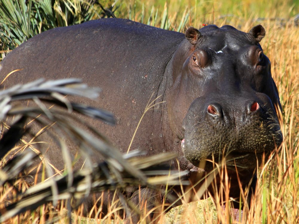 free-stock-photo-of-hippo-close-up-hippo-on-land-hippopotamus