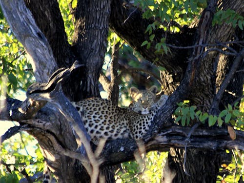 leopar, leopar ağacında içeren Ücretsiz stok fotoğraf