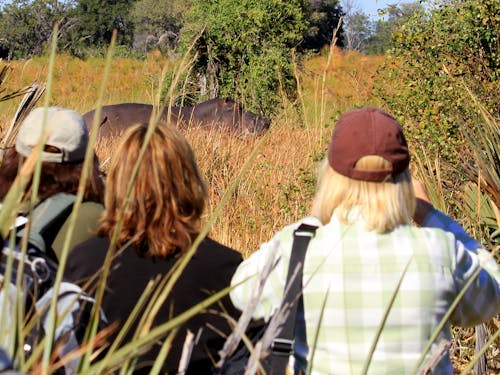 safari yürüyüş, su aygırı, su aygırları içeren Ücretsiz stok fotoğraf