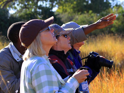 fotoğraf safari, fotoğrafçılık safari, kuşçuluk içeren Ücretsiz stok fotoğraf