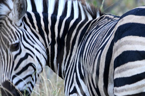 zebra, zebra çizgileri, zebra gözü içeren Ücretsiz stok fotoğraf