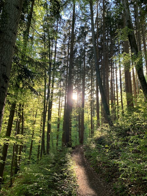 Gratis arkivbilde med natur, skog, sti