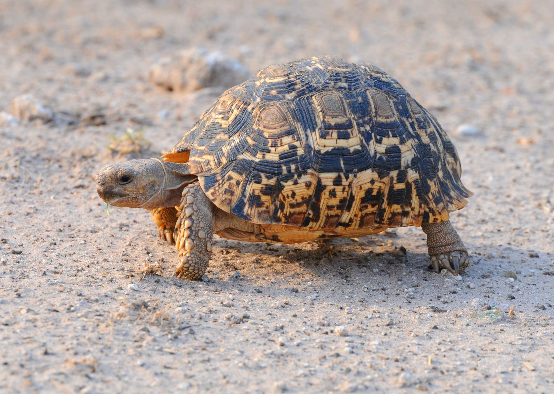 Leopard tortoise walking on sandy ground, showcasing its distinctive shell pattern.