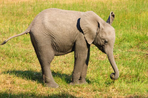 Imagine de stoc gratuită din animal, câmp, elefant
