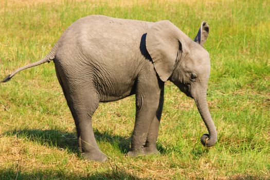 Hwange elephant safari extension — Victoria Falls