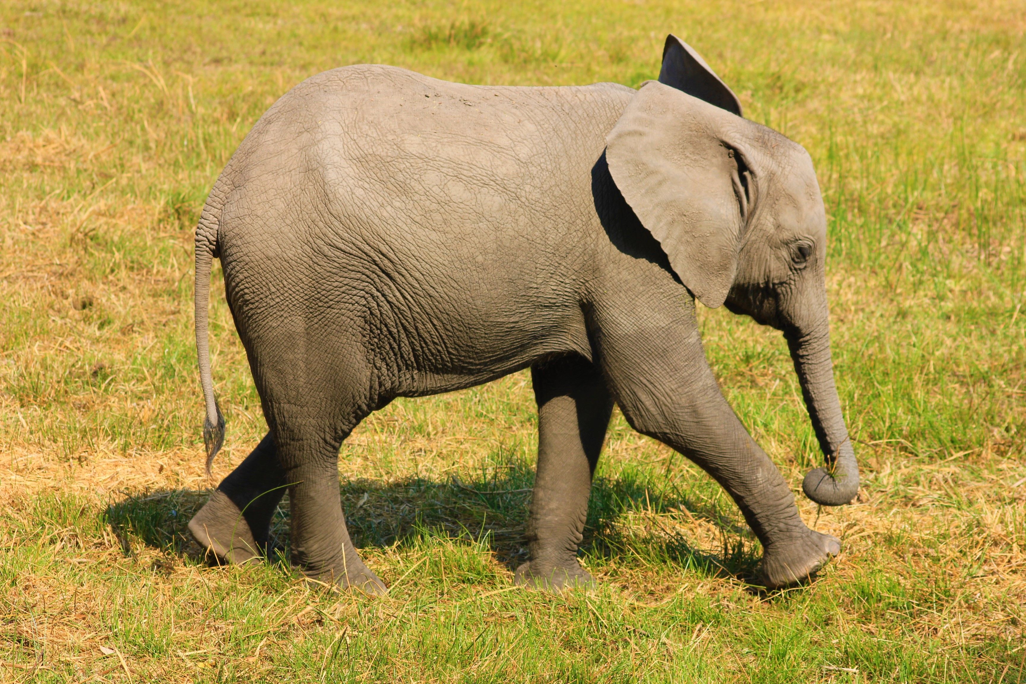 13 Day Zambezi River Private Glamping Expedition - A young African elephant (Loxodonta africana) strolling in lush grasslands in daylight.
