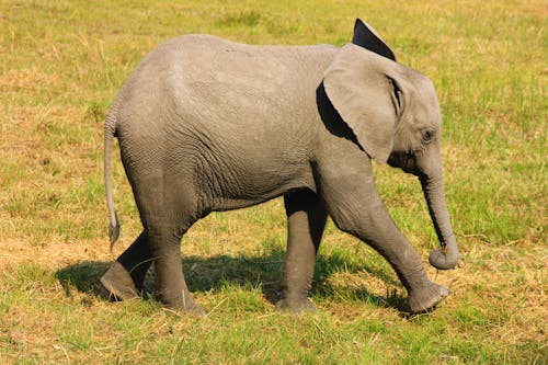 Grey Elephant on Green Grass Field