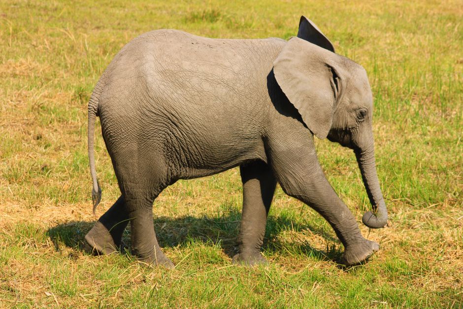 13 Day Zambezi River Private Glamping Expedition - A young African elephant (Loxodonta africana) strolling in lush grasslands in daylight.