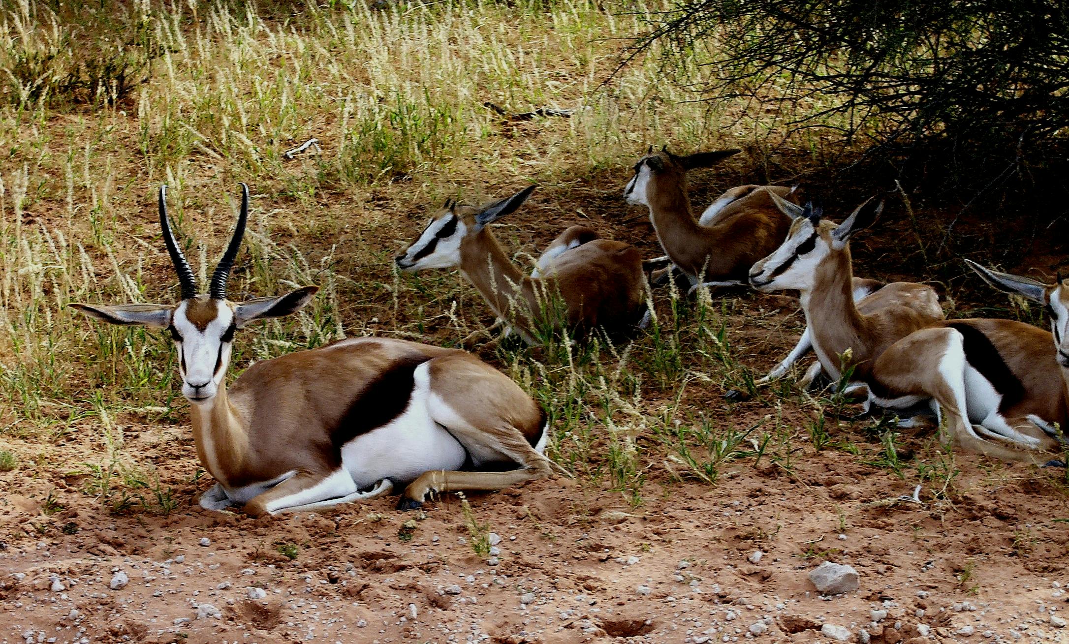 Free stock photo of animal, antelope, kalahari