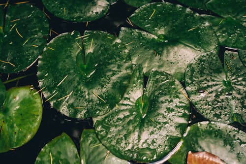 Безкоштовне стокове фото на тему «зелений, листя, мокрий»