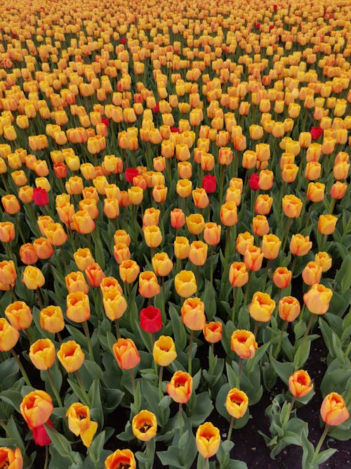 Tulips Growing on Field