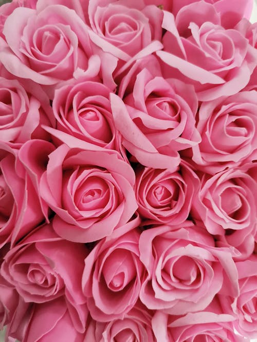 Pink Rose in Close Up Photography