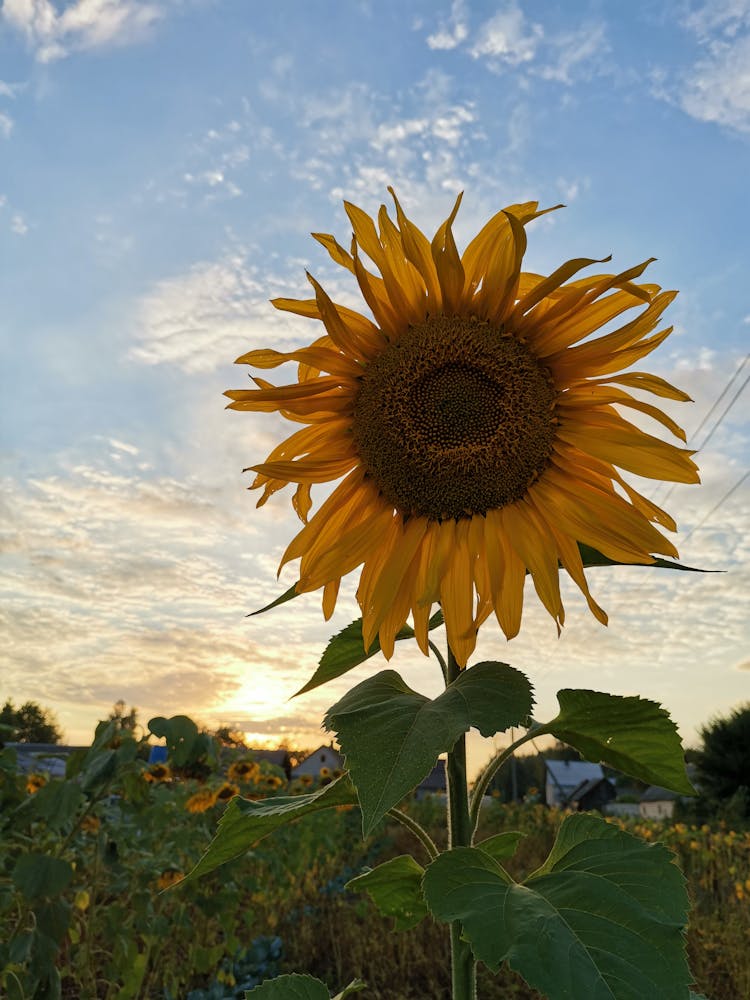 Sunflower Against The Sky