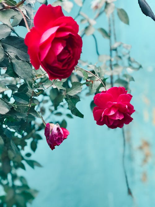 Free stock photo of beautiful background, beautiful flower, beautiful flowers Stock Photo