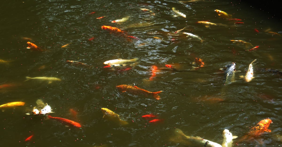 Free stock photo of fish, gold fish, koi