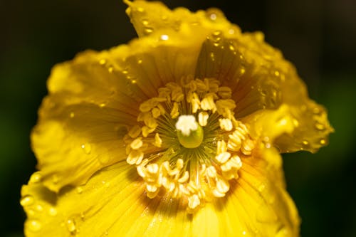 Yellow Flower in Close Up Photography