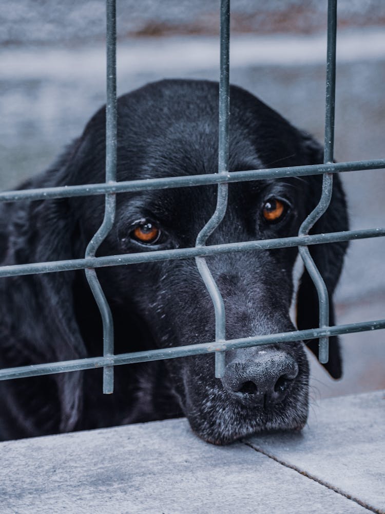 A Black Dog Behind A Metal Wire Fence